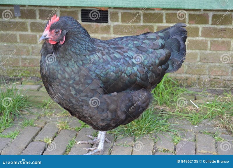 Spel van de Week: Uitgebreide Review van Chicken Road Gokkast in Netherlands Spel van de Week: Uitgebreide Review van Chicken Road Gokkast in Netherlands